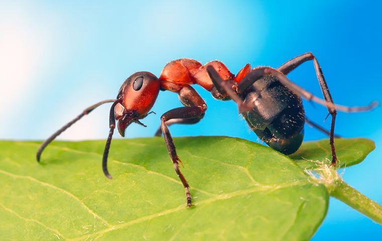 Carpenter Ants In Omaha: An Extensive Guide To Prevention And Control ...